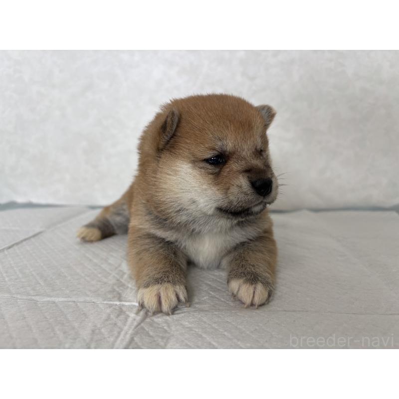 販売中の北海道の柴犬-450877の8枚目