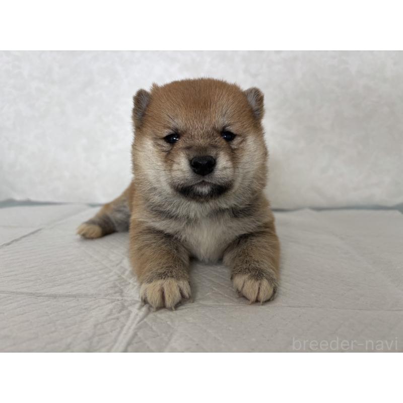 販売中の北海道の柴犬-450877の7枚目