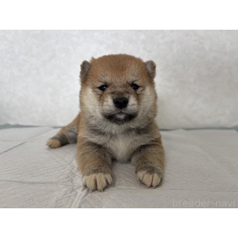 販売中の北海道の柴犬-450877の6枚目