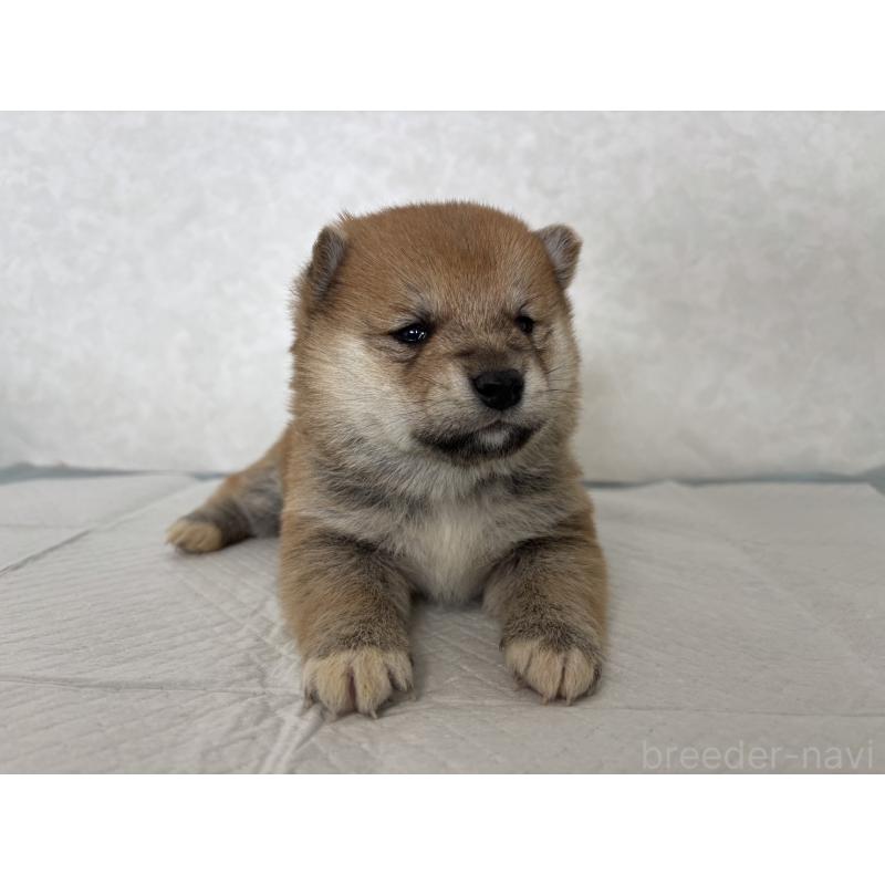 販売中の北海道の柴犬-450877の5枚目