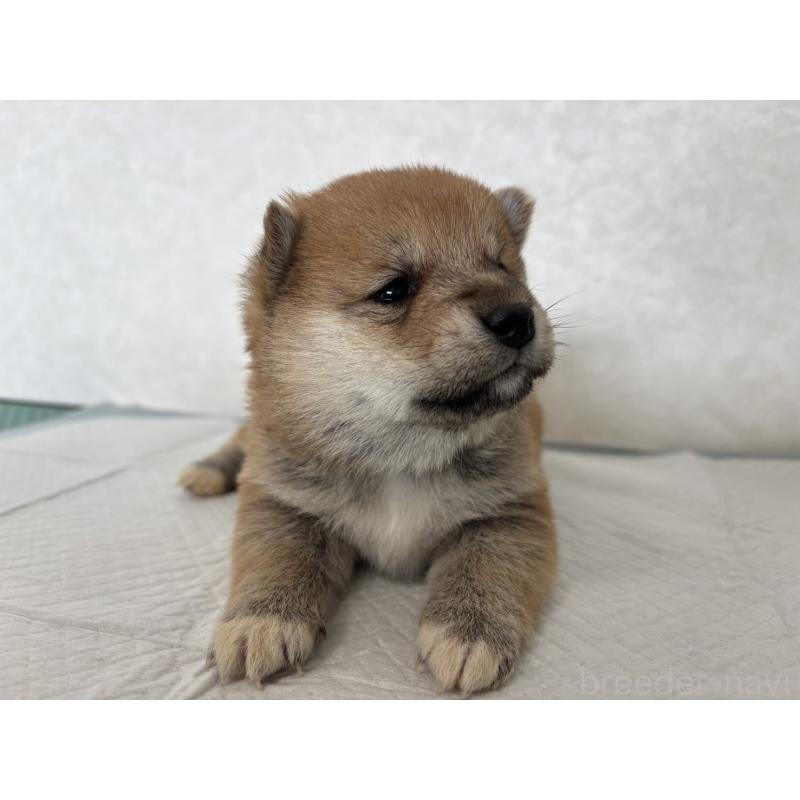 販売中の北海道の柴犬-450877の4枚目