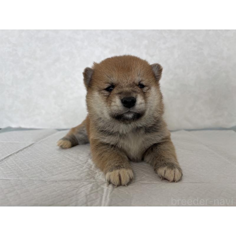 販売中の北海道の柴犬-450877の3枚目