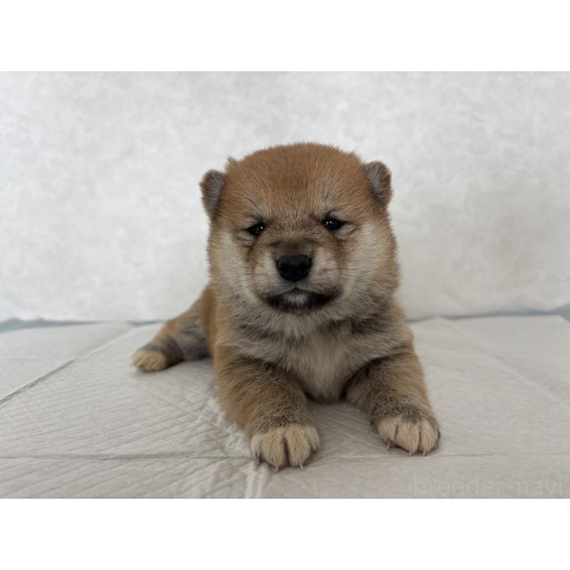 販売中の北海道の柴犬-450877の2枚目