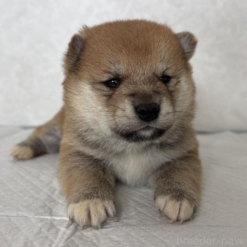 販売中の北海道の柴犬-450877