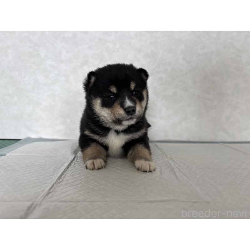 販売中の北海道の柴犬-450878の15枚目