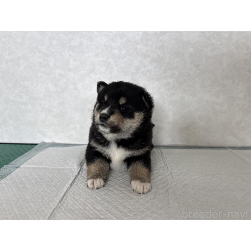 販売中の北海道の柴犬-450878の14枚目