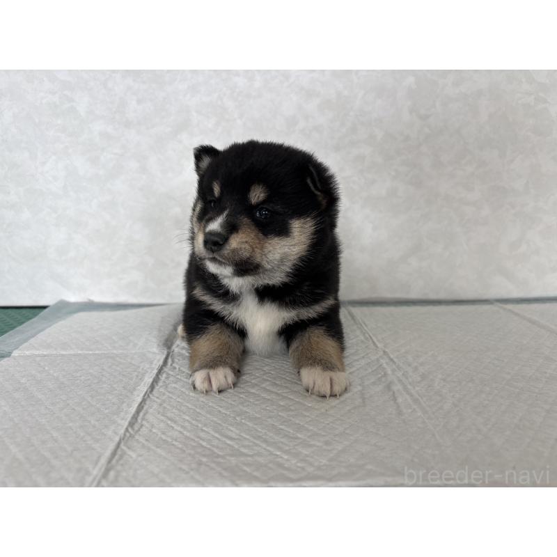 販売中の北海道の柴犬-450878の13枚目