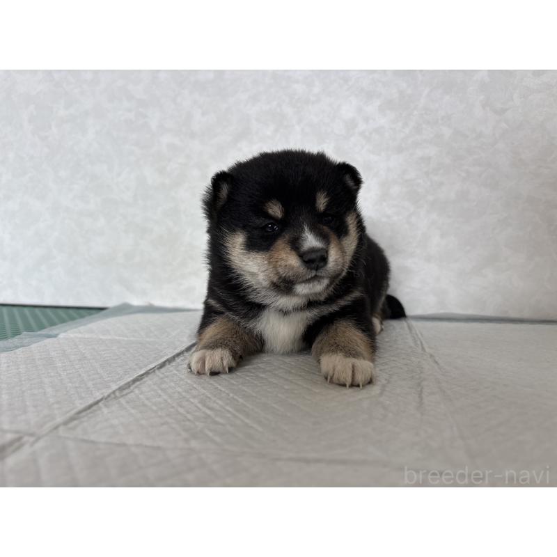 販売中の北海道の柴犬-450878の12枚目