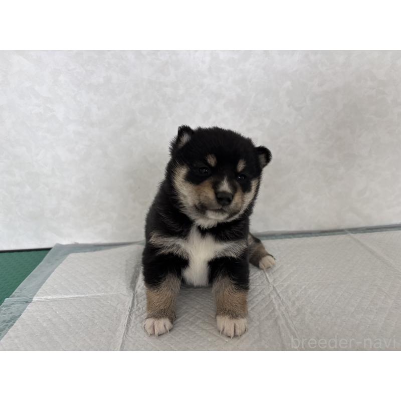 販売中の北海道の柴犬-450878の11枚目