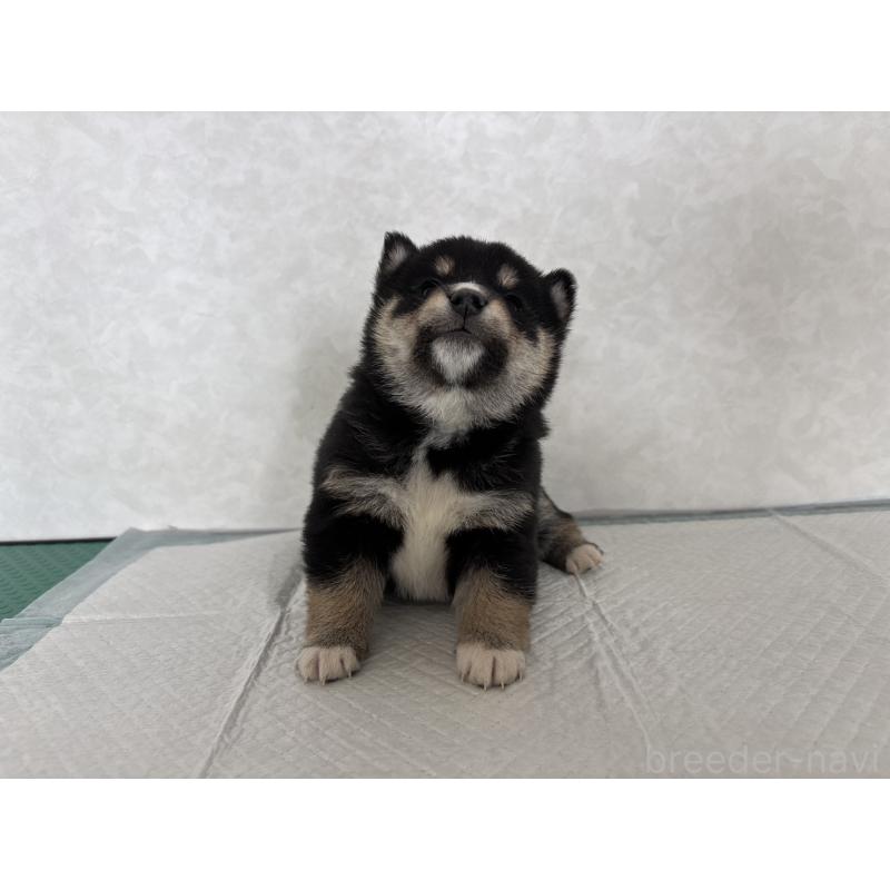 販売中の北海道の柴犬-450878の10枚目