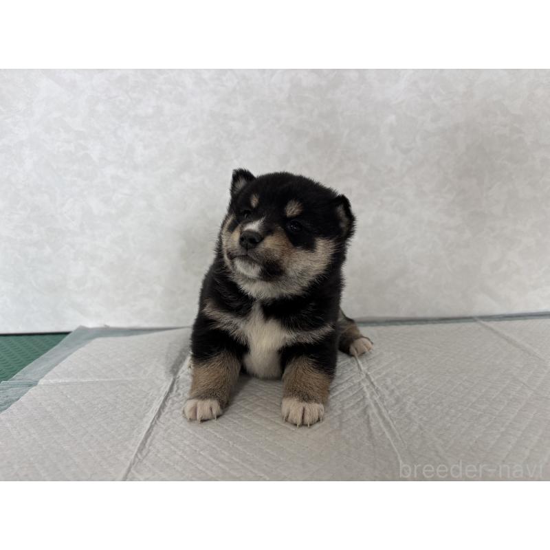 販売中の北海道の柴犬-450878の9枚目