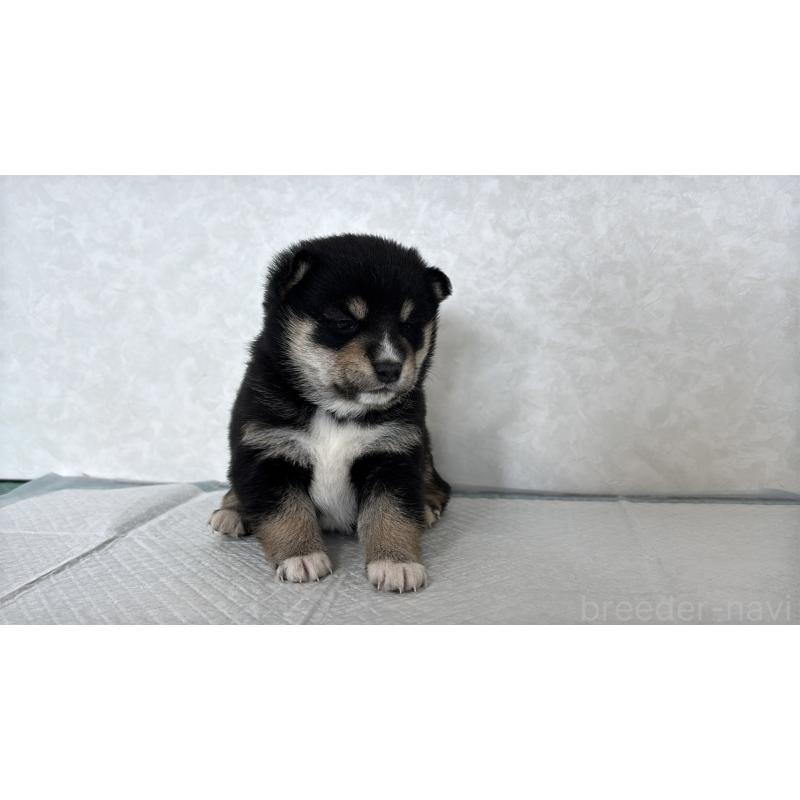 販売中の北海道の柴犬-450878の8枚目