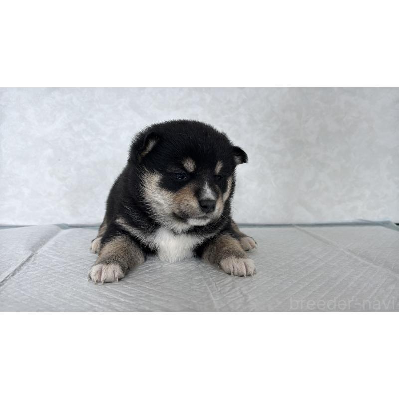 販売中の北海道の柴犬-450878の7枚目