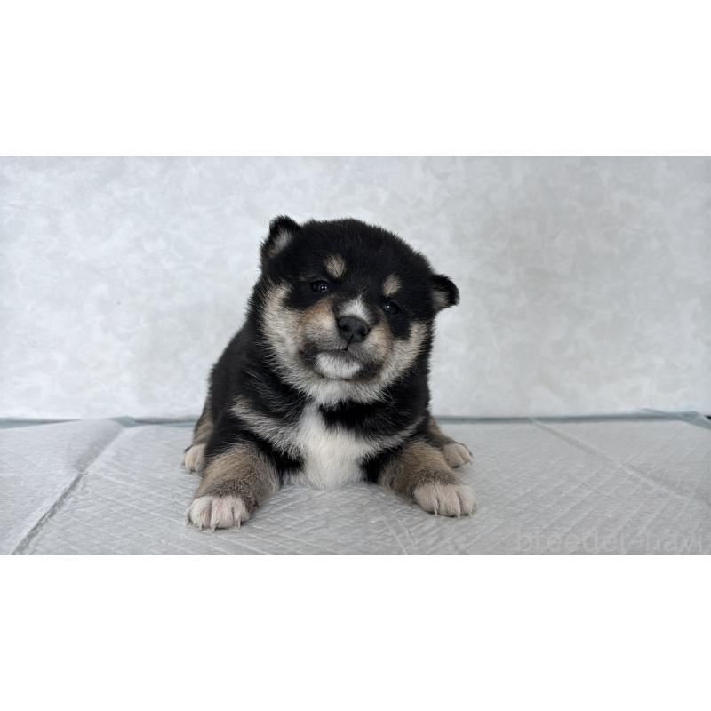 販売中の北海道の柴犬-450878の6枚目