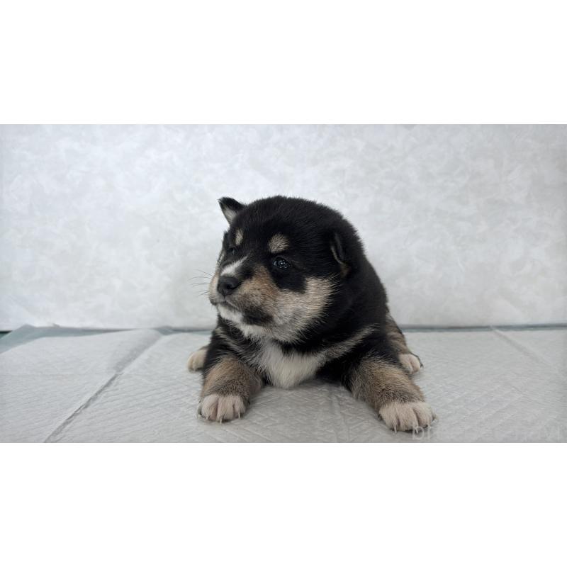 販売中の北海道の柴犬-450878の3枚目