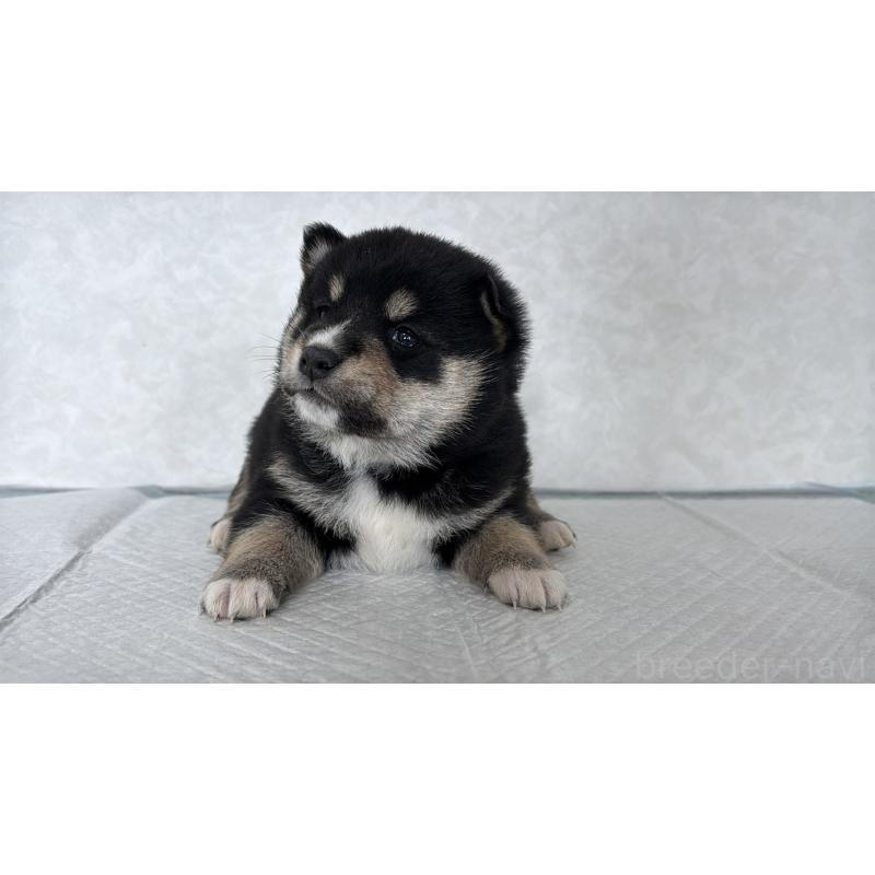 販売中の北海道の柴犬-450878の2枚目