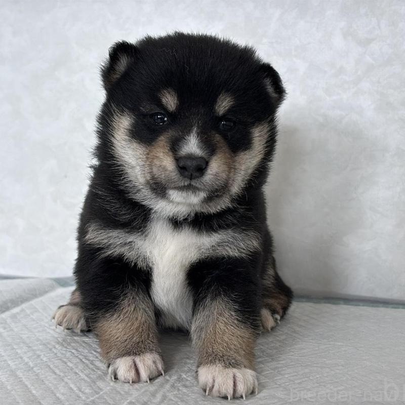 販売中の北海道の柴犬-450878の1枚目