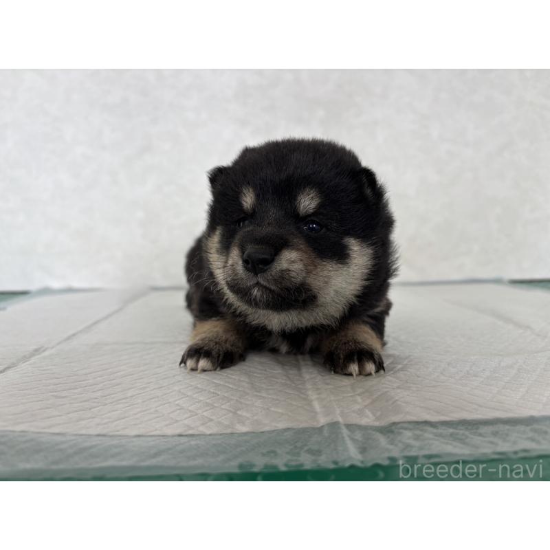 販売中の北海道の柴犬-450879の14枚目