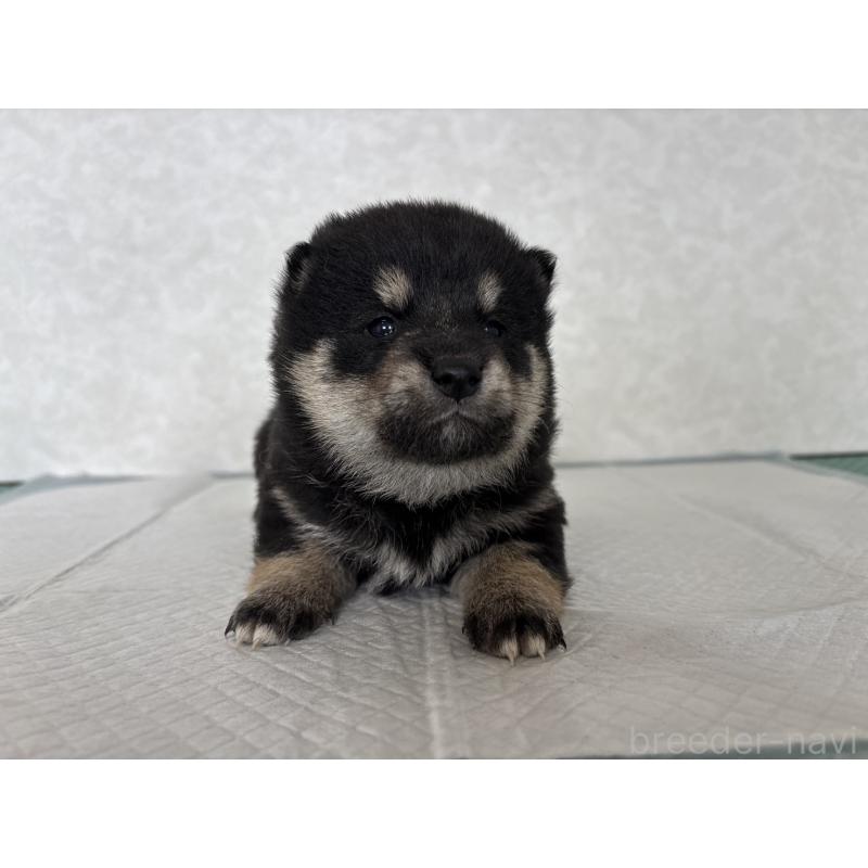 販売中の北海道の柴犬-450879の13枚目