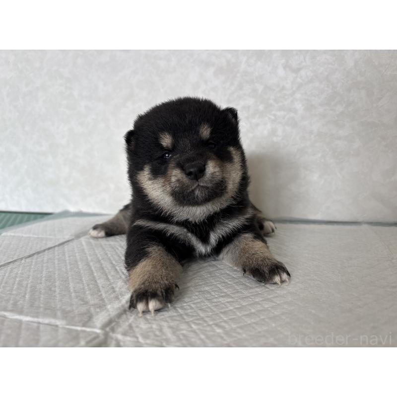 販売中の北海道の柴犬-450879の11枚目