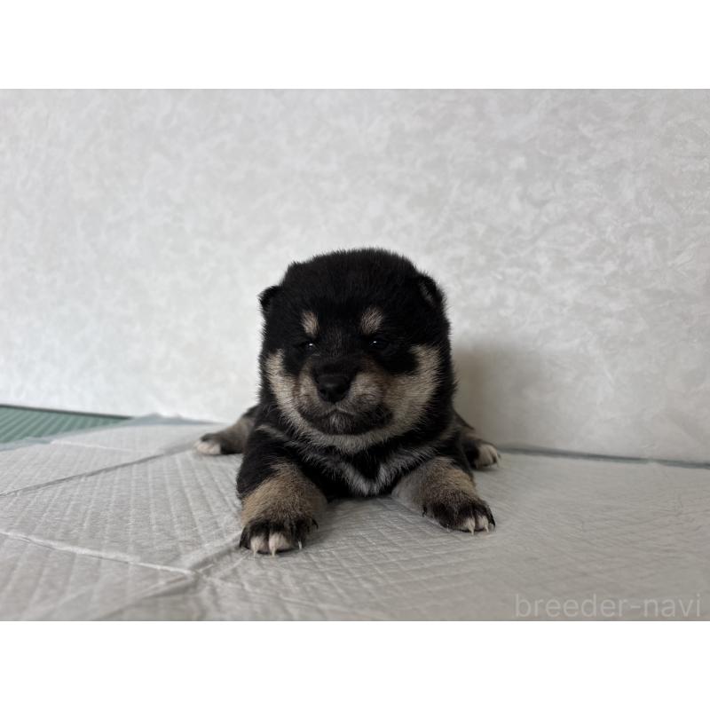 販売中の北海道の柴犬-450879の12枚目