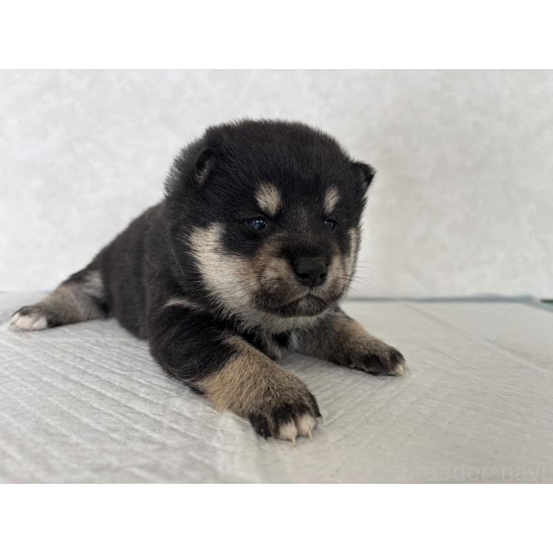 販売中の北海道の柴犬-450879の9枚目