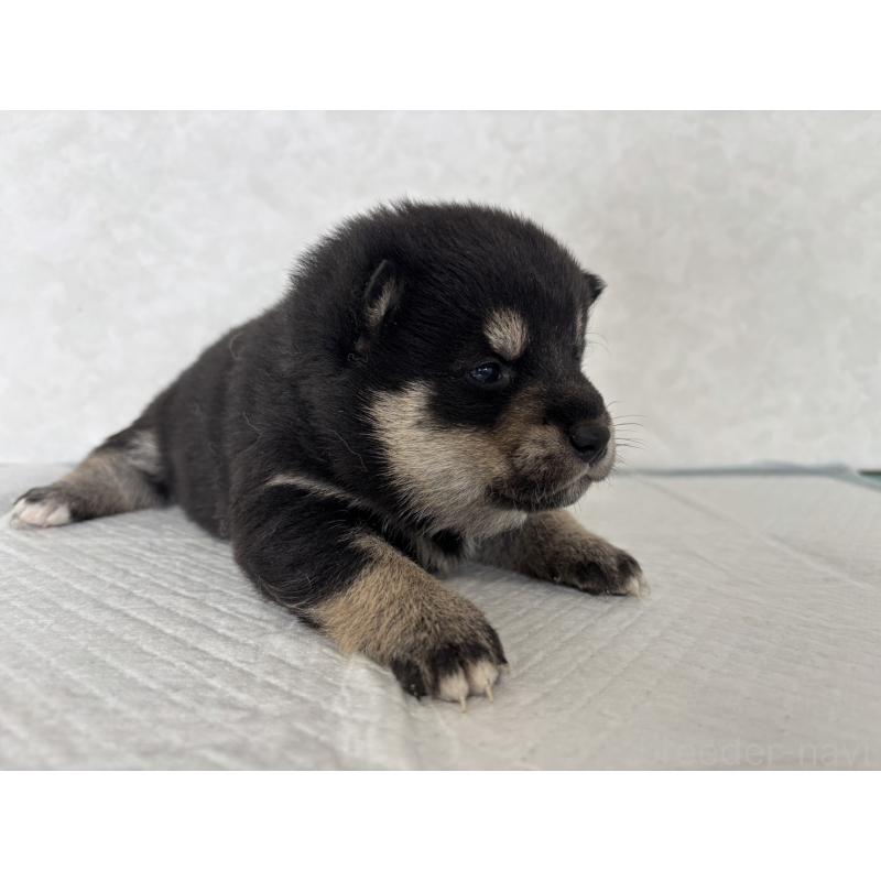 販売中の北海道の柴犬-450879の8枚目