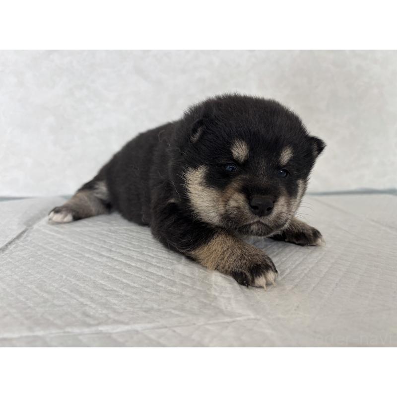 販売中の北海道の柴犬-450879の7枚目