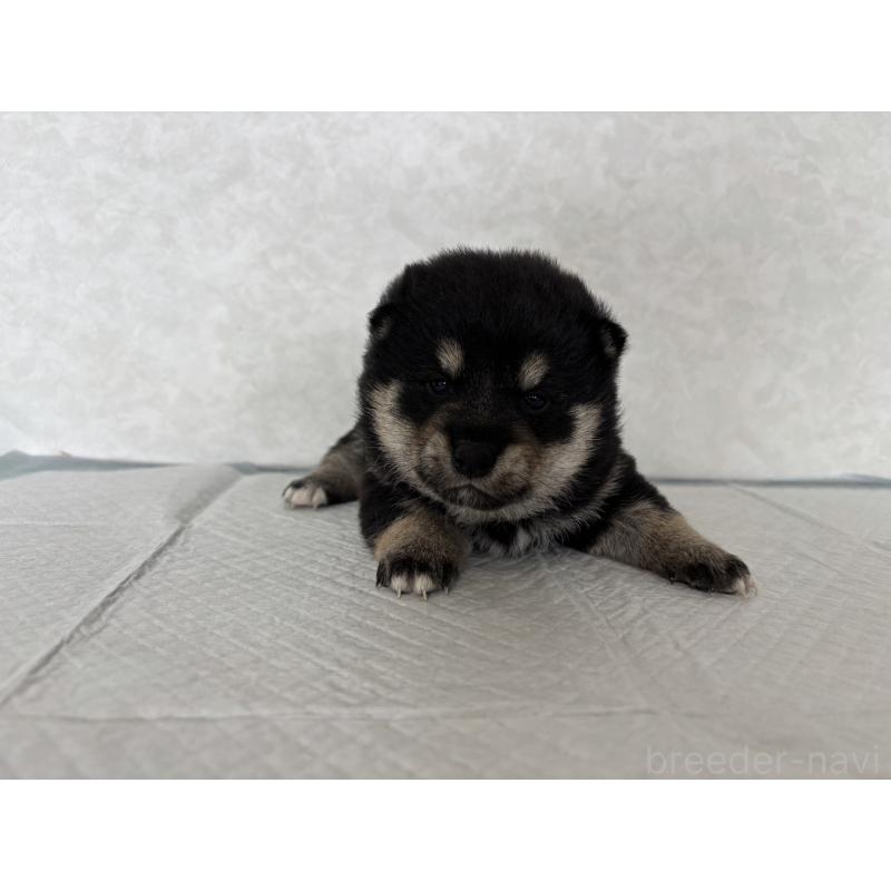 販売中の北海道の柴犬-450879の6枚目