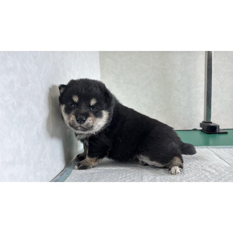 販売中の北海道の柴犬-450879の5枚目