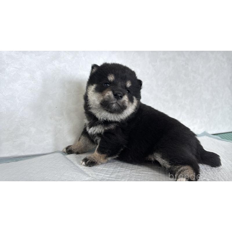 販売中の北海道の柴犬-450879の2枚目