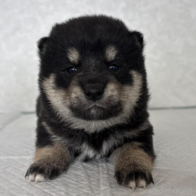 販売中の北海道の柴犬-450879