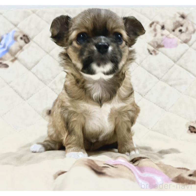 販売中の福岡県のチワワ(ロングコート)-450880の7枚目