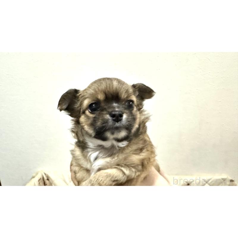 販売中の福岡県のチワワ(ロングコート)-450880の6枚目