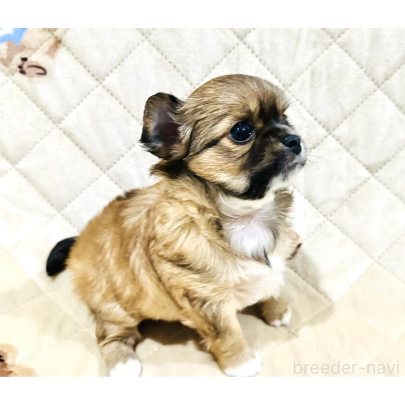 販売中の福岡県のチワワ(ロングコート)-450880の5枚目