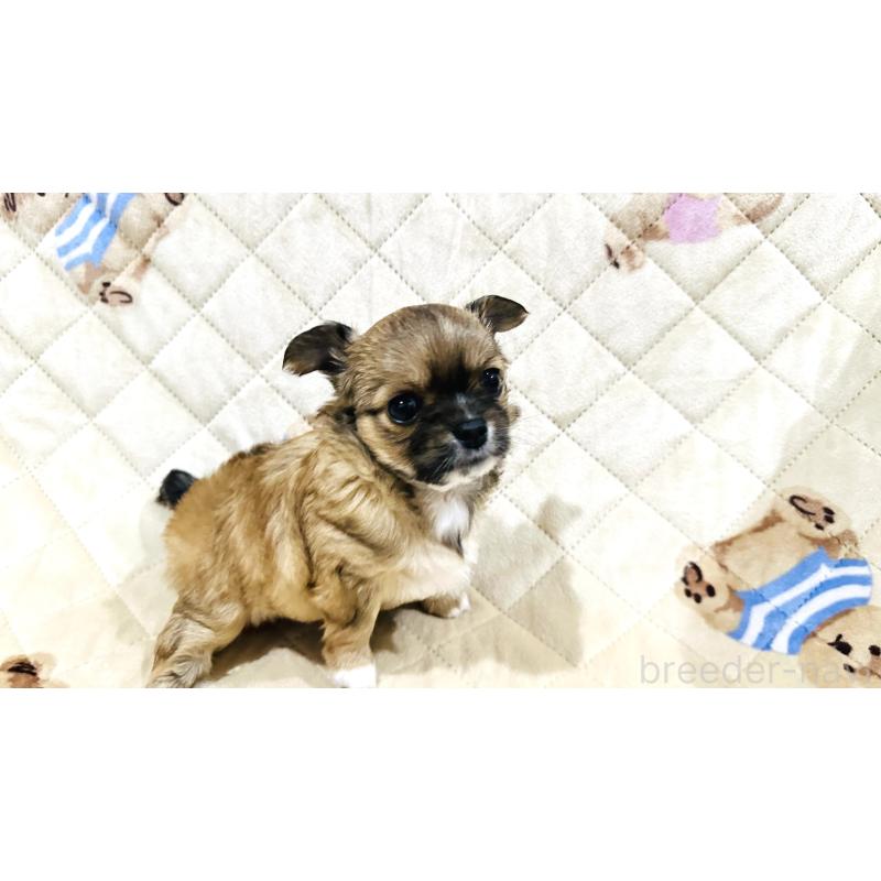 販売中の福岡県のチワワ(ロングコート)-450880の4枚目