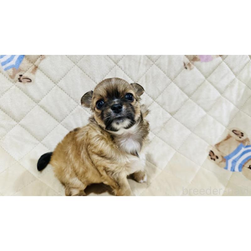 販売中の福岡県のチワワ(ロングコート)-450880の3枚目