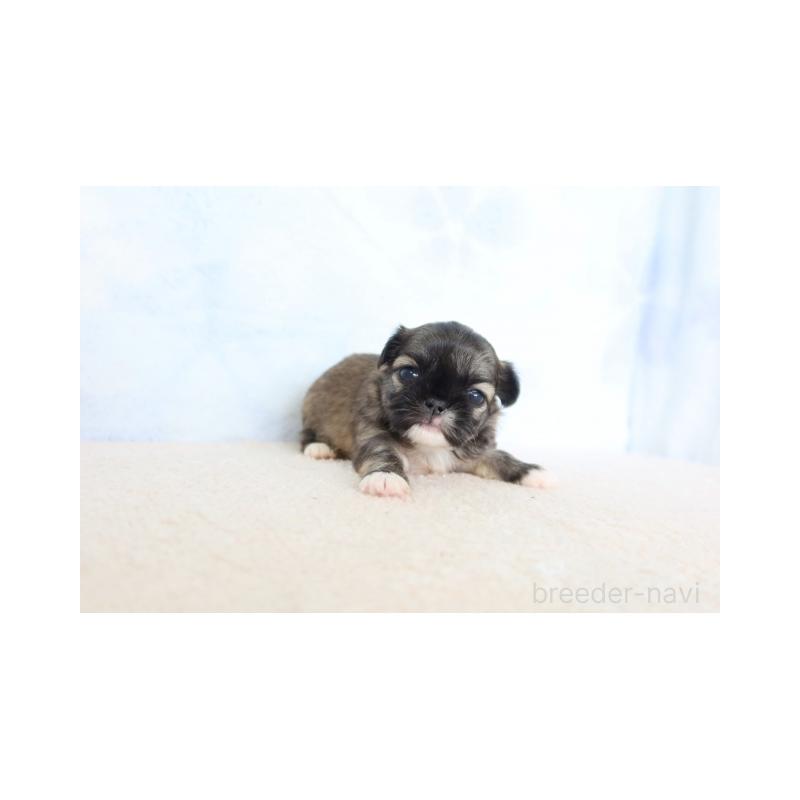 販売中の熊本県のミックス犬-450881の4枚目