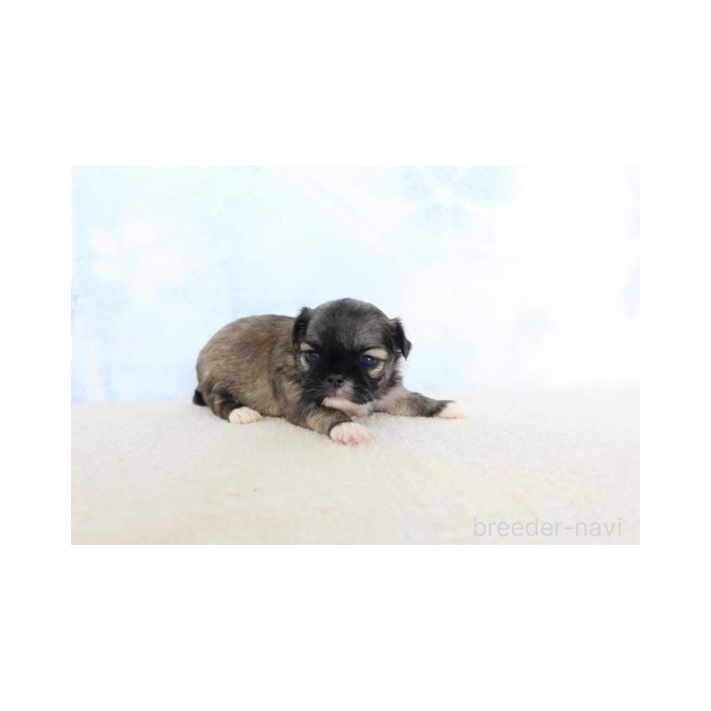 販売中の熊本県のミックス犬-450881の3枚目