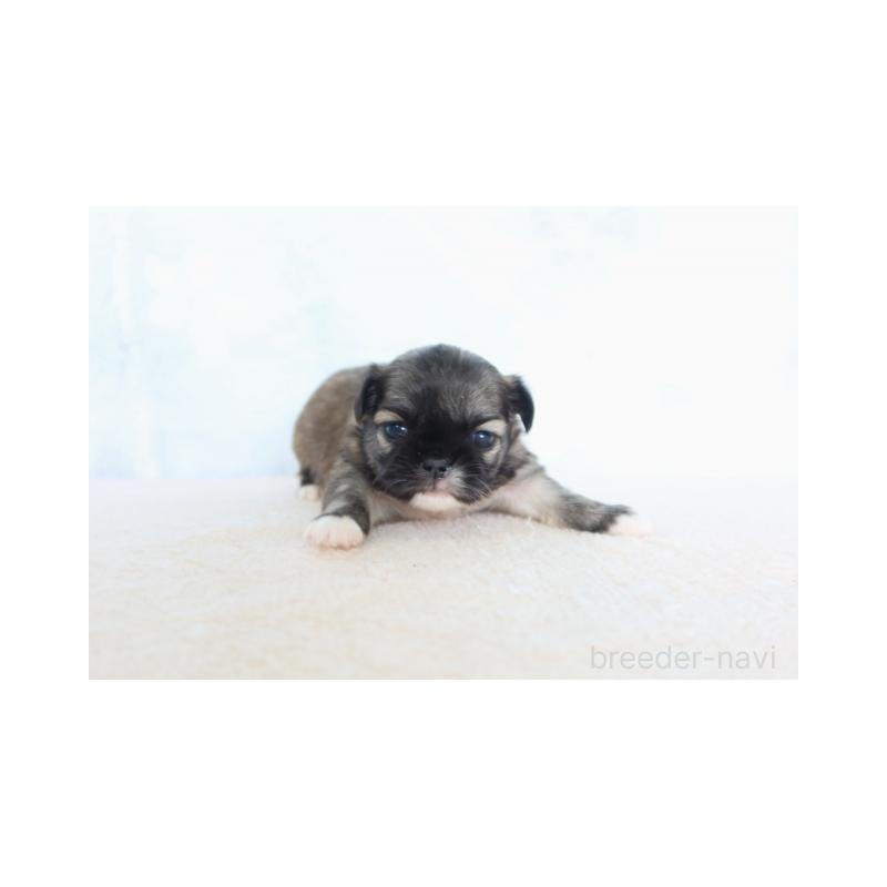 販売中の熊本県のミックス犬-450881の2枚目