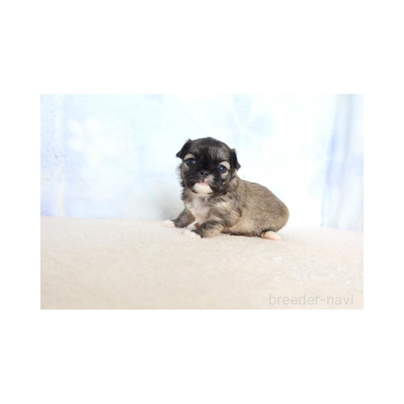 販売中の熊本県のミックス犬-450881の1枚目