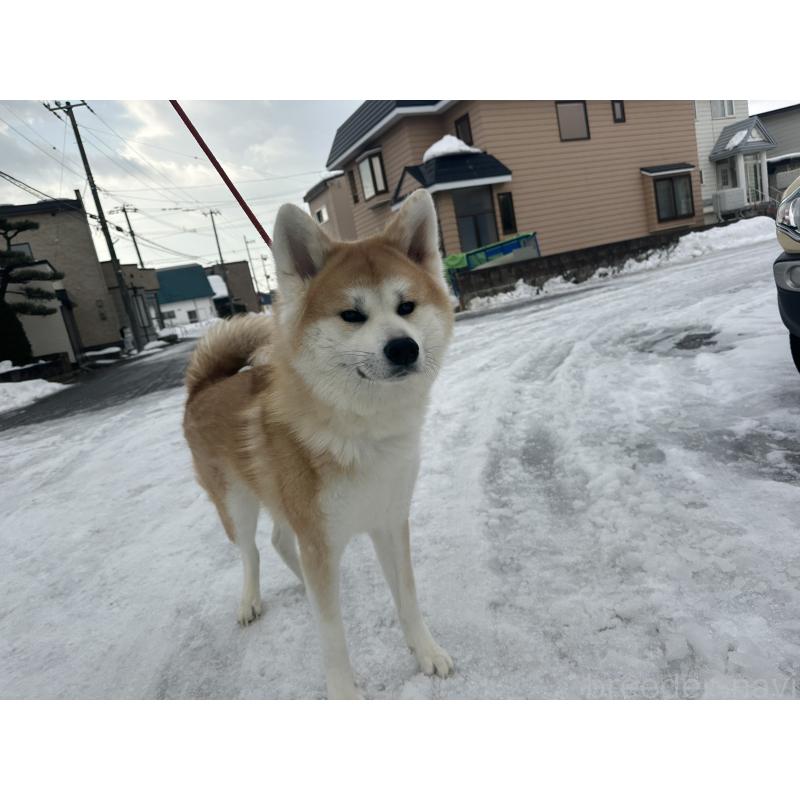 こりんちゃん1枚目