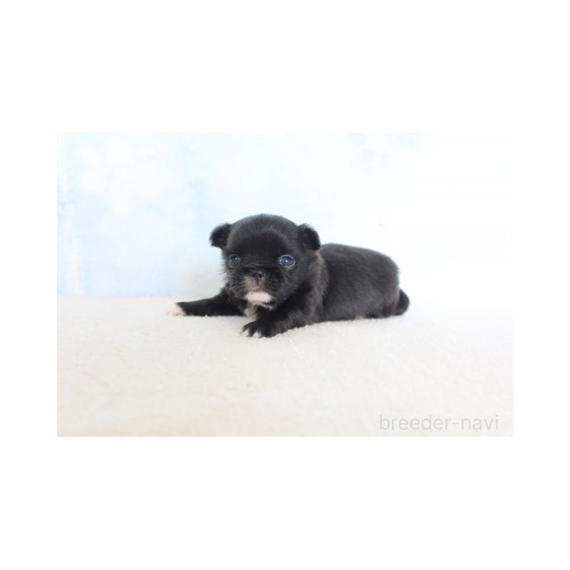 販売中の熊本県のミックス犬-450882