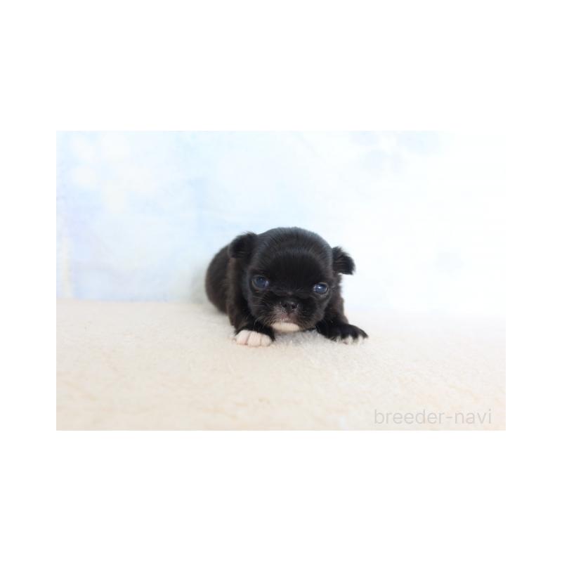 販売中の熊本県のミックス犬-450882の2枚目