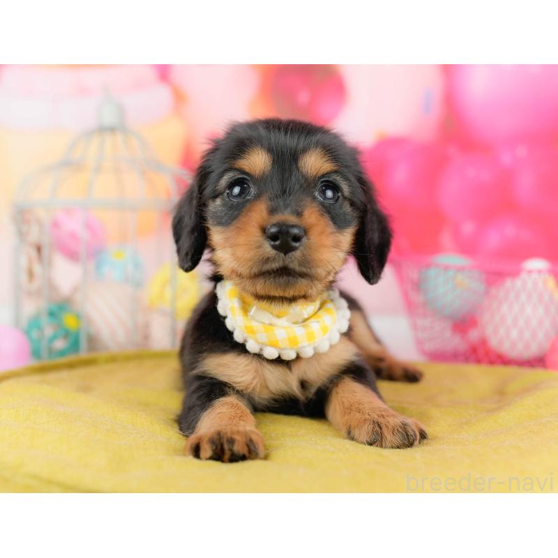 販売中の千葉県のミニチュアダックスフンド(ロングヘアード)-451159の10枚目