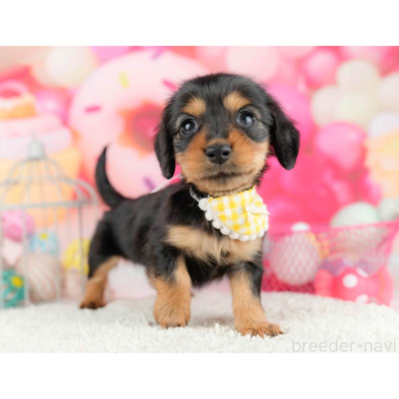 販売中の千葉県のミニチュアダックスフンド(ロングヘアード)-451159の9枚目