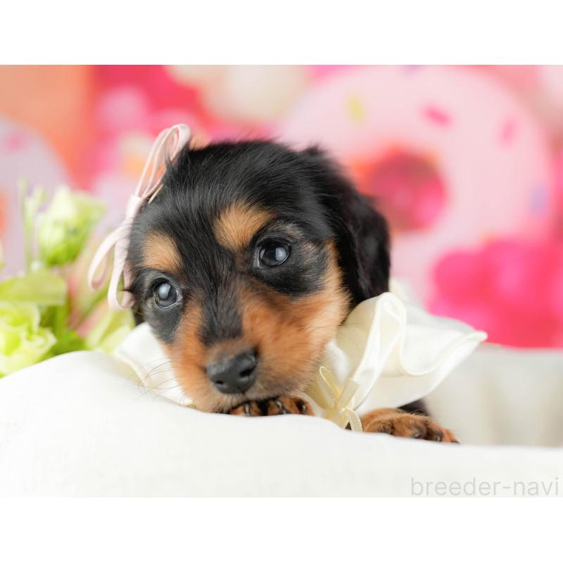 販売中の千葉県のミニチュアダックスフンド(ロングヘアード)-451159の8枚目