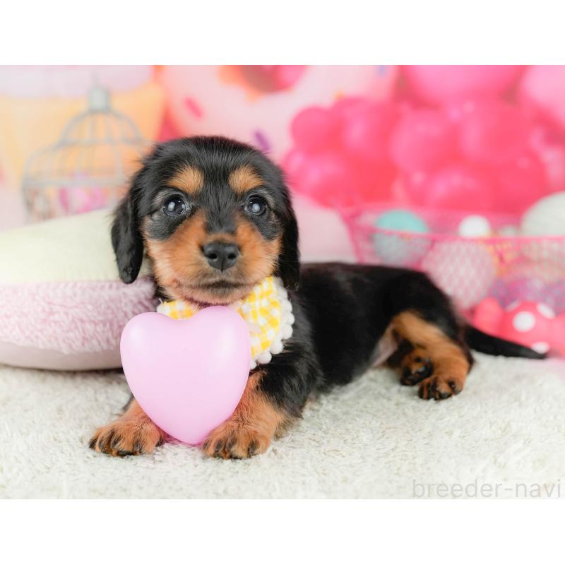 販売中の千葉県のミニチュアダックスフンド(ロングヘアード)-451159の7枚目