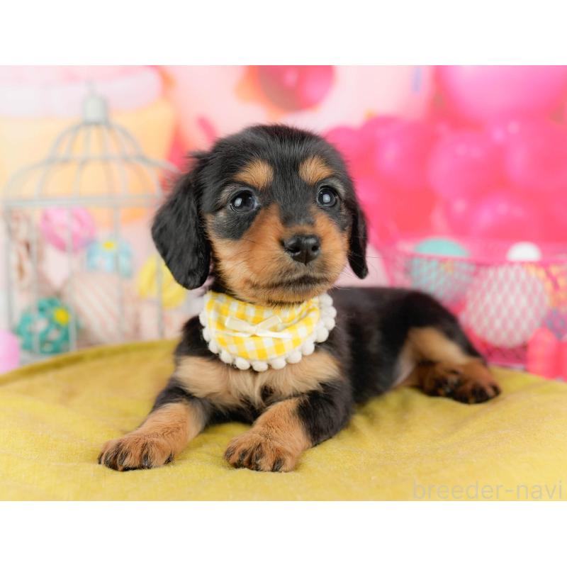 販売中の千葉県のミニチュアダックスフンド(ロングヘアード)-451159の6枚目