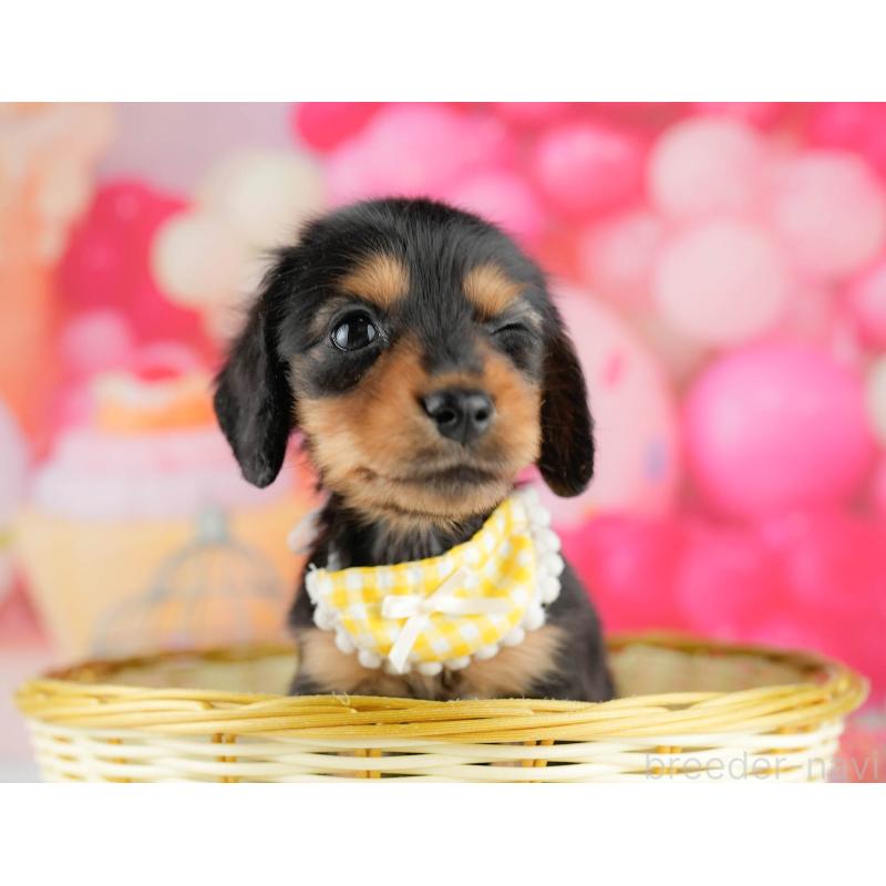 販売中の千葉県のミニチュアダックスフンド(ロングヘアード)-451159の4枚目